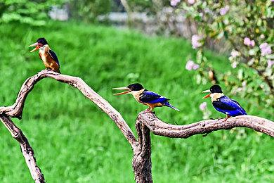 《刀剑神域》游戏10周年纪念活动启动！同步公开《刀剑神域 异绊集结》最新宣传视频